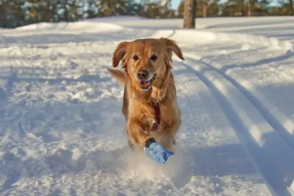 Golden retriever corriendo por la nieve con botas protectoras