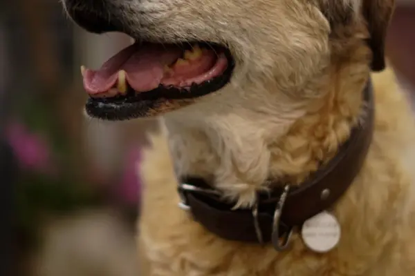 Perro con collar de cuero y chapa de identificacion