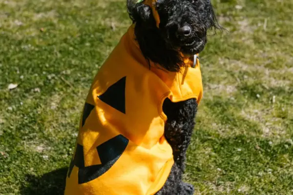 Perro con disfraz de calabaza de Halloween sentado en el cesped