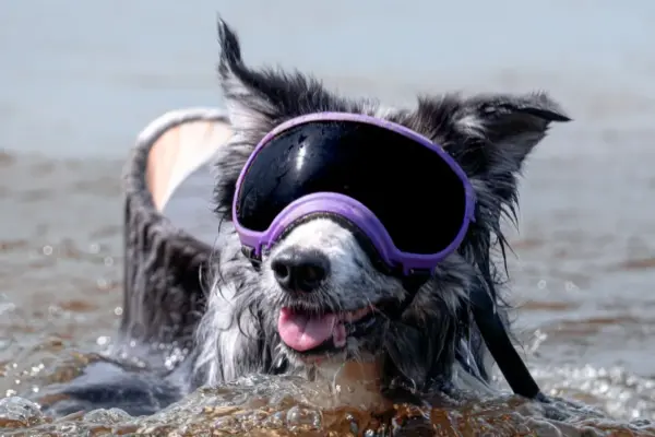 Border collie nadando con gafas protectoras moradas para perros