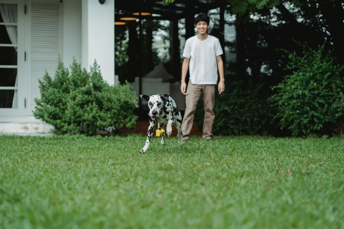 Cómo enseñar a tu perro a acudir a la llamada