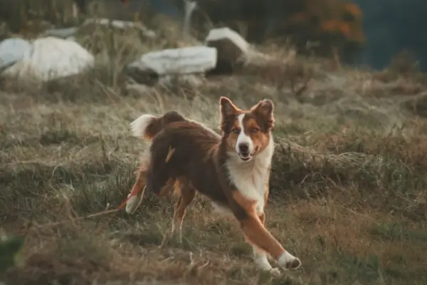 Perro corriendo suelto por el campo con una correa arrastrando