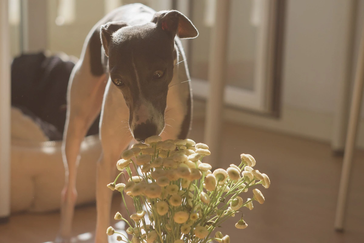 Perro curioso olfateando un jarrón de flores en el suelo de casa
