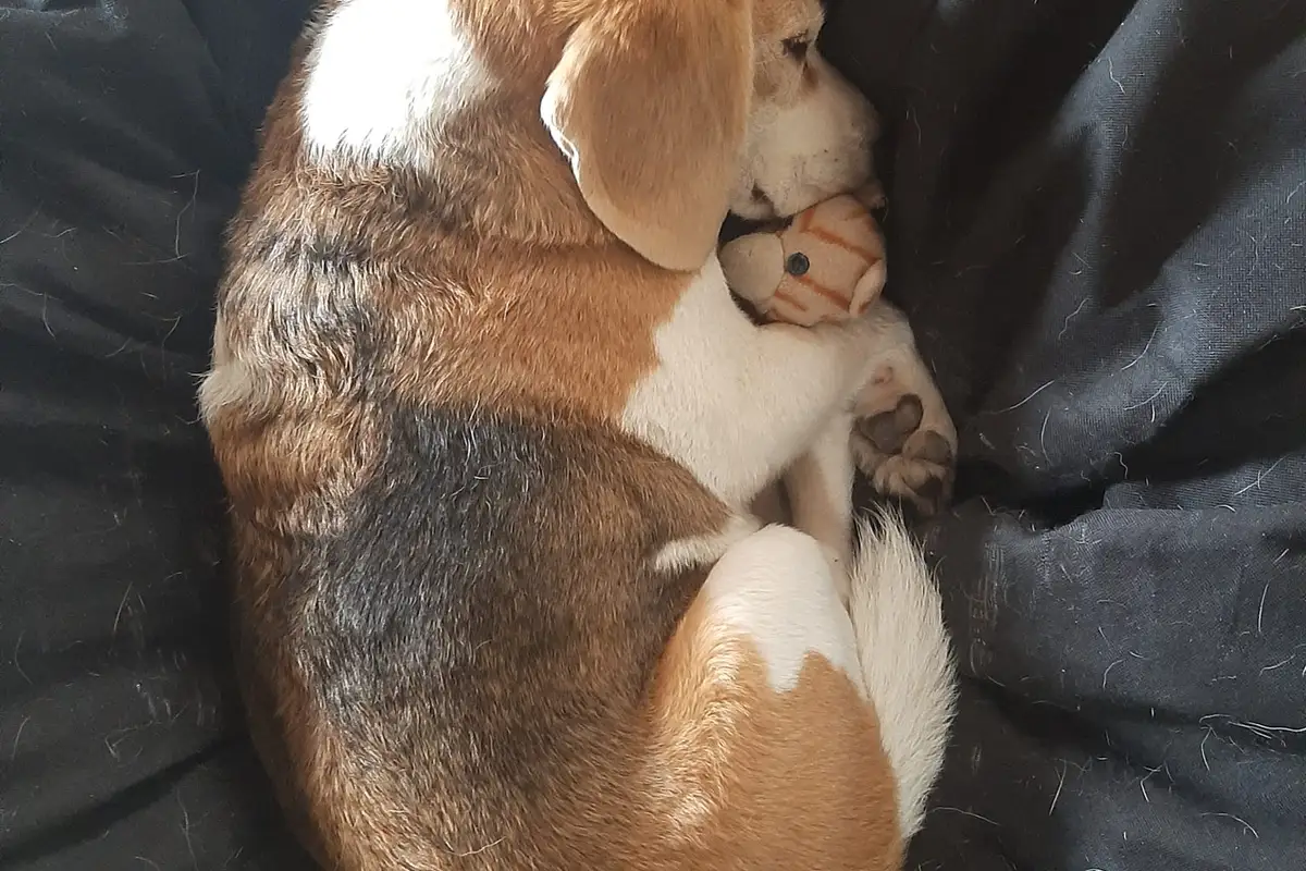 Perro beagle descansando acurrucado en un cojín blando abrazado a un juguete