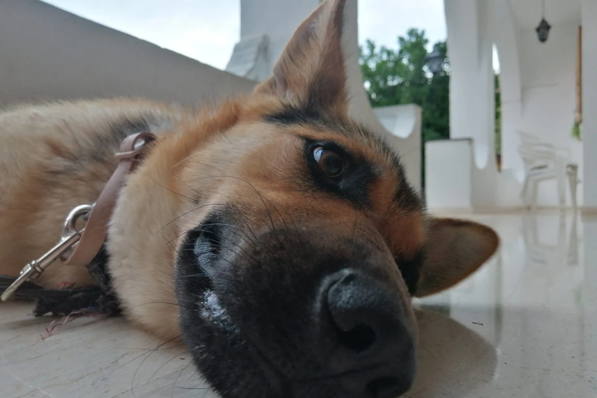 Artrosis en perros: señales, cuidados en casa y cuándo acudir al veterinario