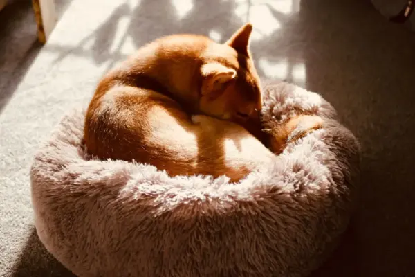 Perro shiba enroscado durmiendo en una cama donut mullida