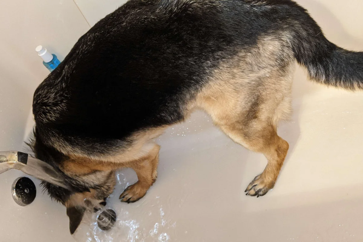 Perro dentro de la bañera durante el baño