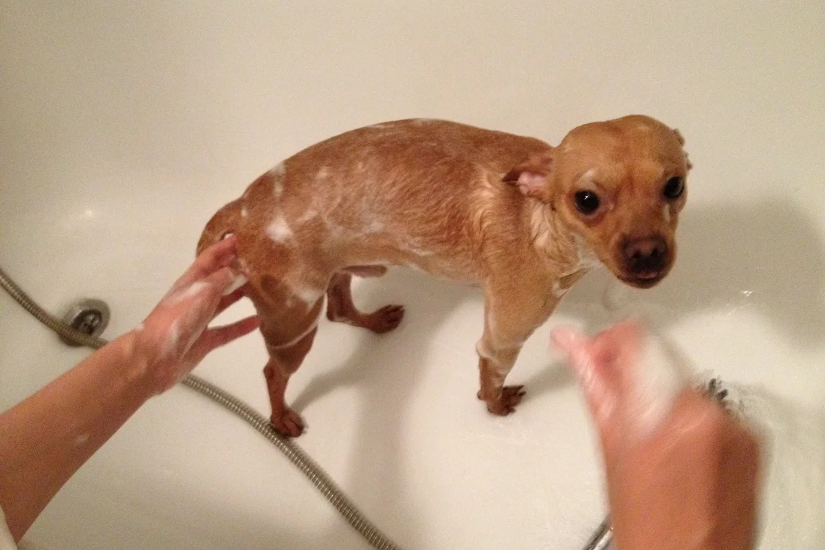 Cada cuánto hay que bañar a un perro según su caso