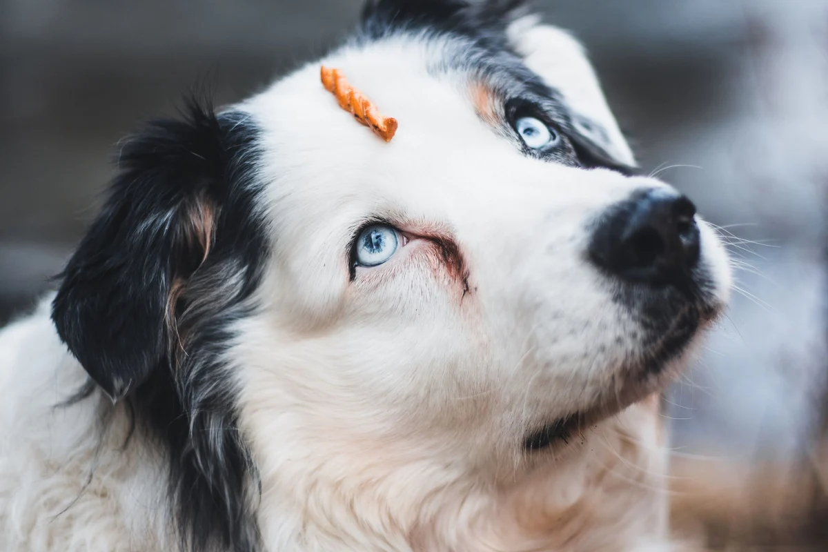 Perro con una golosina apoyada en la cabeza esperando sin cogerla, en un ejercicio de autocontrol