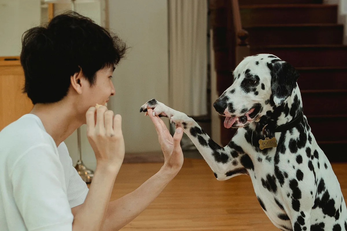 Perro chocando los cinco con la mano de su dueño