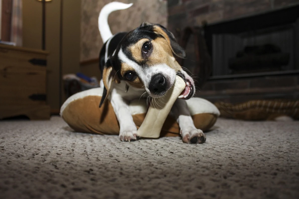 Perro joven mordiendo un hueso masticable sobre la alfombra del salon en lugar de objetos del hogar