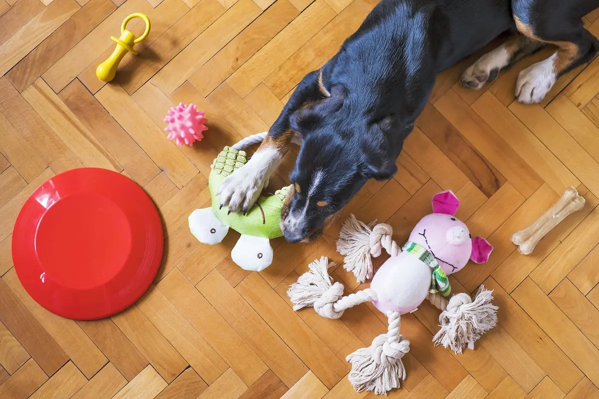 Perro tumbado en el suelo de casa sujetando un juguete entre las patas, rodeado de juguetes caninos