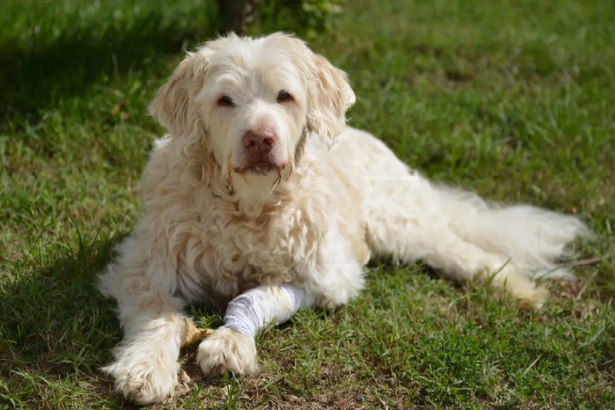Perro mayor de pelo claro descansando tumbado en la hierba