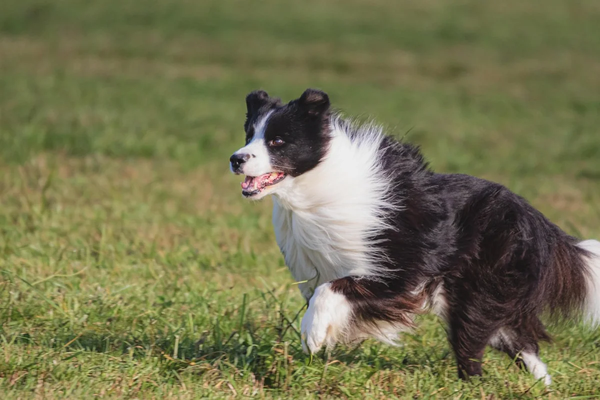 Cómo adiestrar a un perro hiperactivo: plan real en positivo