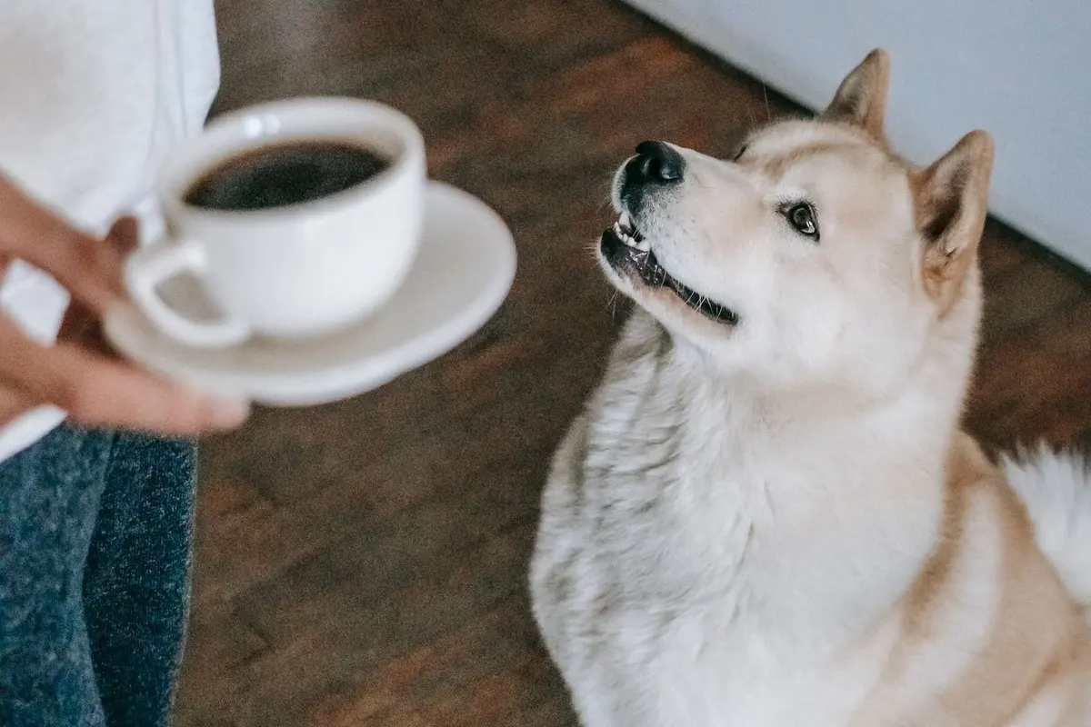 ¿Pueden los perros comer almendras? Riesgos y qué hacer