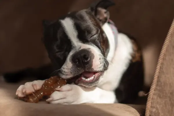 Perro de raza Boston Terrier mordiendo un juguete de caucho resistente en el sofá