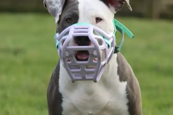 Perro de raza PPP sentado con un bozal de cesta que le permite jadear
