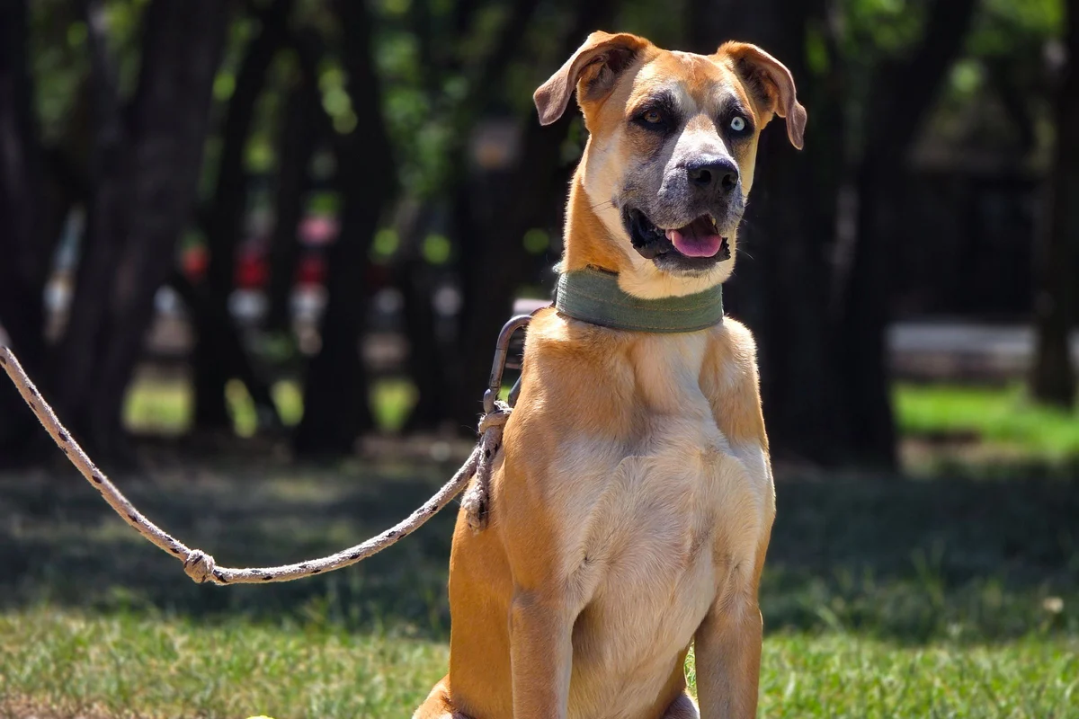Perro sentado quieto en un parque con una correa larga floja apoyada en el suelo