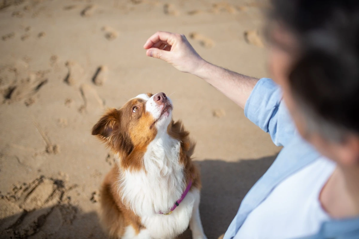 Perro sentado en la arena mirando atento la mano alzada de su tutor, sin premio a la vista