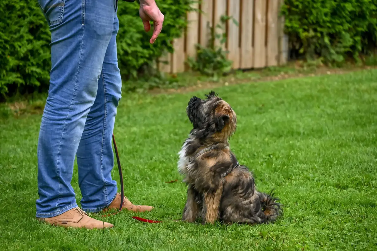 Cómo enseñar a un perro a sentarse (paso a paso, en positivo)