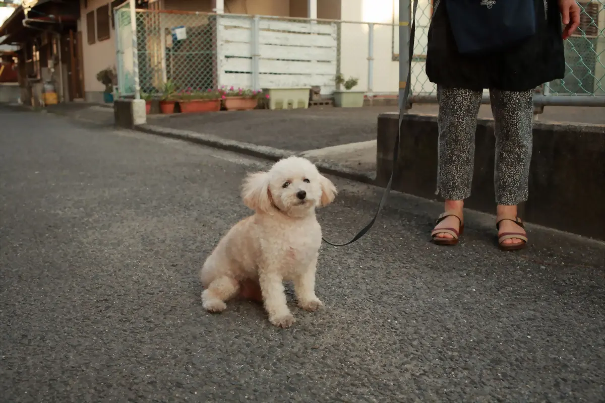 Perro sentado en la calle con la correa floja junto a las piernas de su tutora