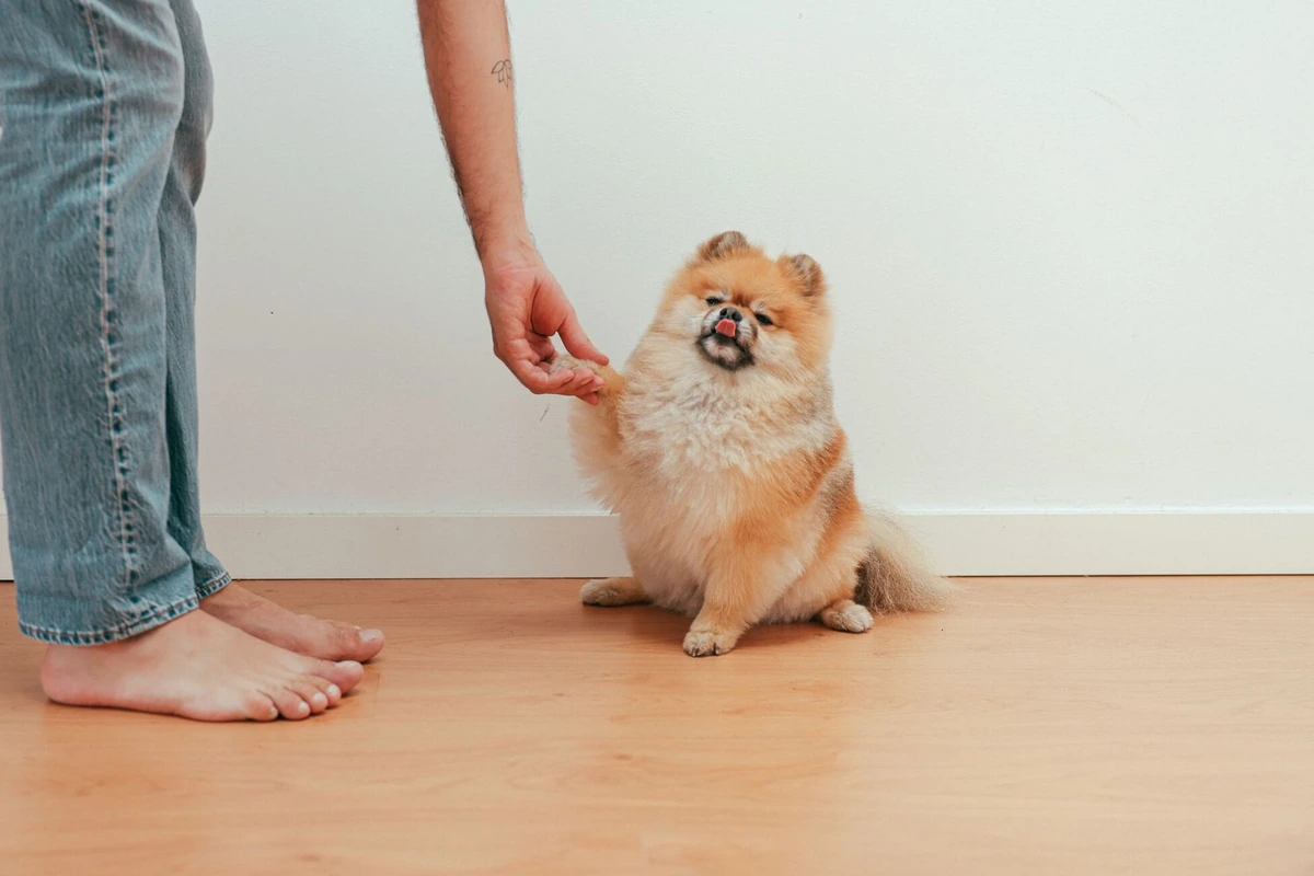 Perro sentado ofrece la pata a la mano abierta de su dueño en casa