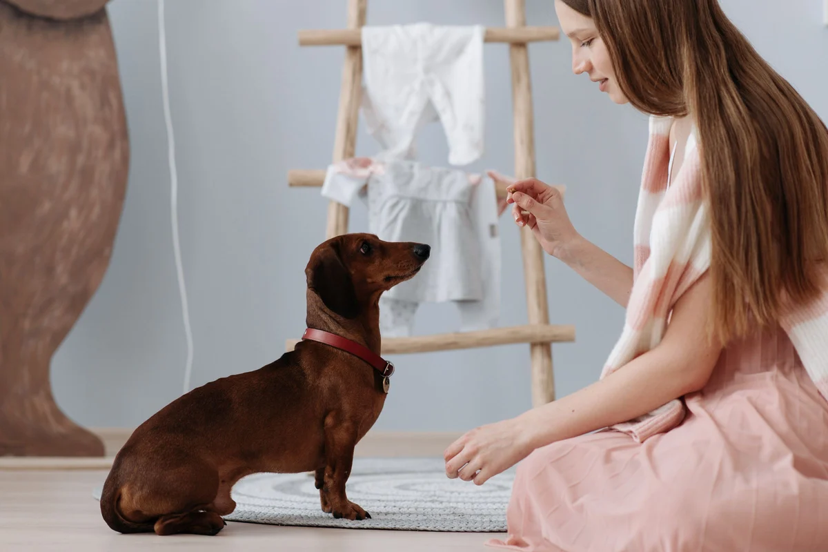 Perro sentado quieto en el suelo de una casa mirando atento a su tutora, que le ofrece un premio