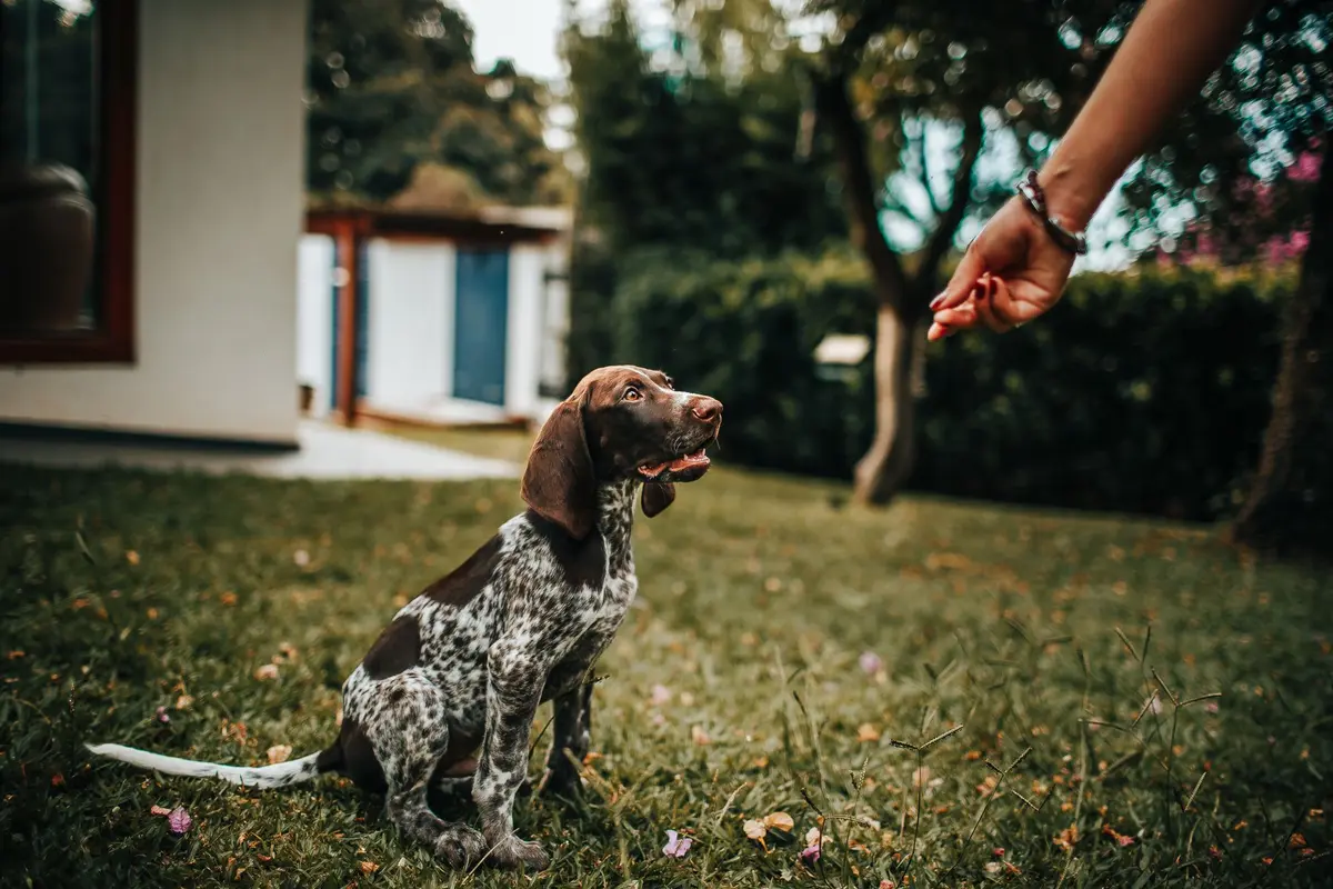 Cómo enseñar a un perro a quedarse quieto (y el «déjalo»)