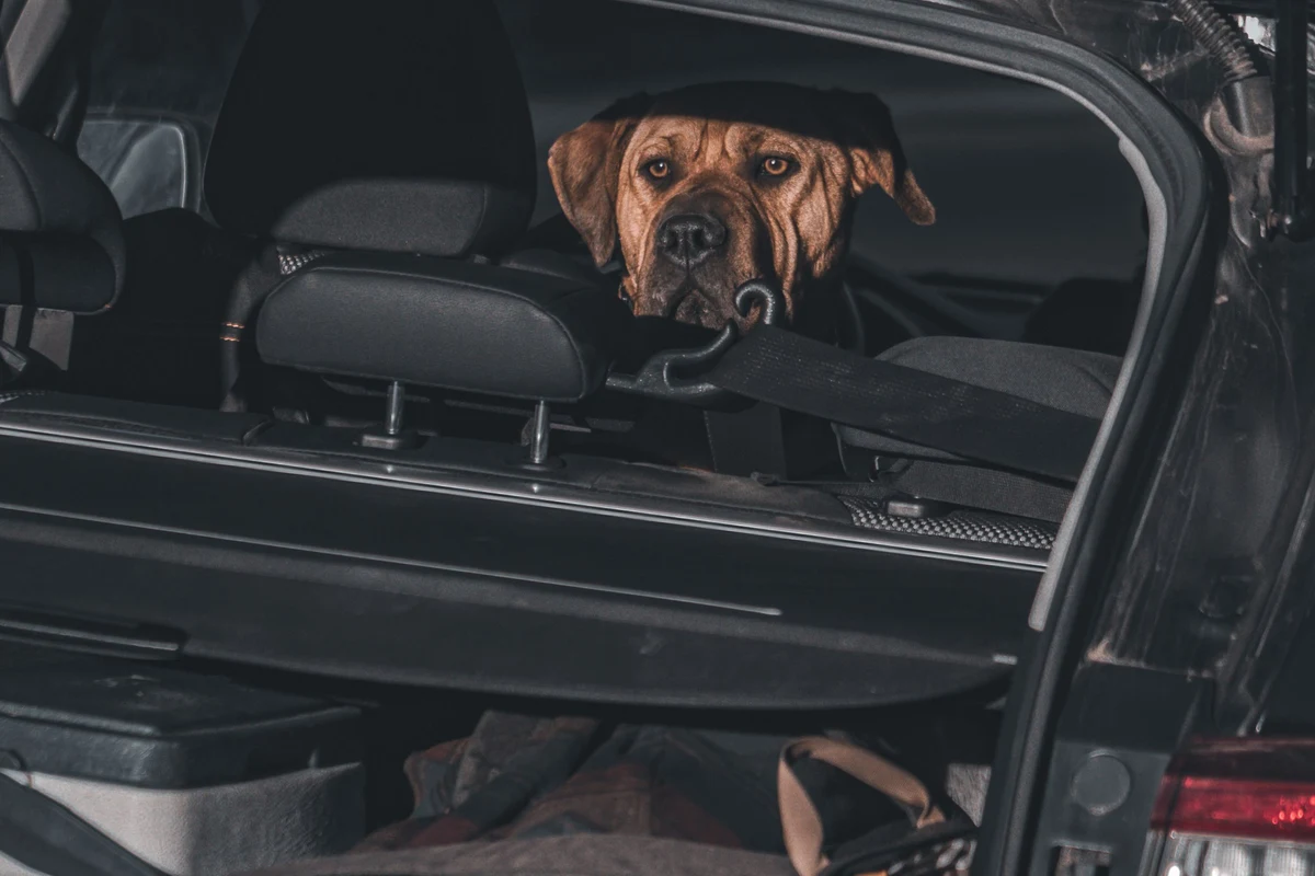 Perro tranquilo en el asiento trasero de un coche preparado para un viaje