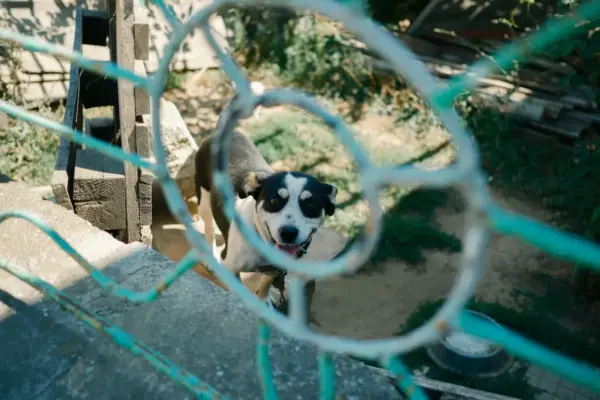 Perro contento asomandose tras la valla de un jardin