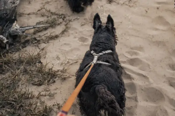 Dos perros paseando con correa por un camino de arena junto a su dueno