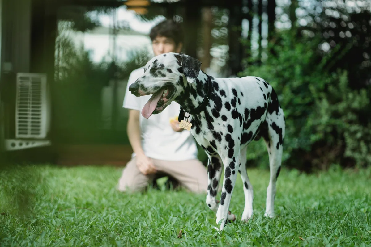 Persona agachada en el jardín interactuando con su perro suelto sobre el césped