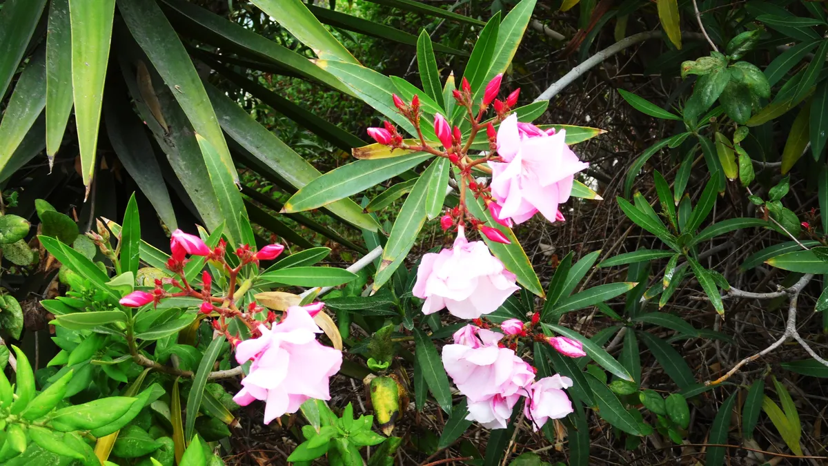Adelfa en flor, planta de jardín tóxica para perros