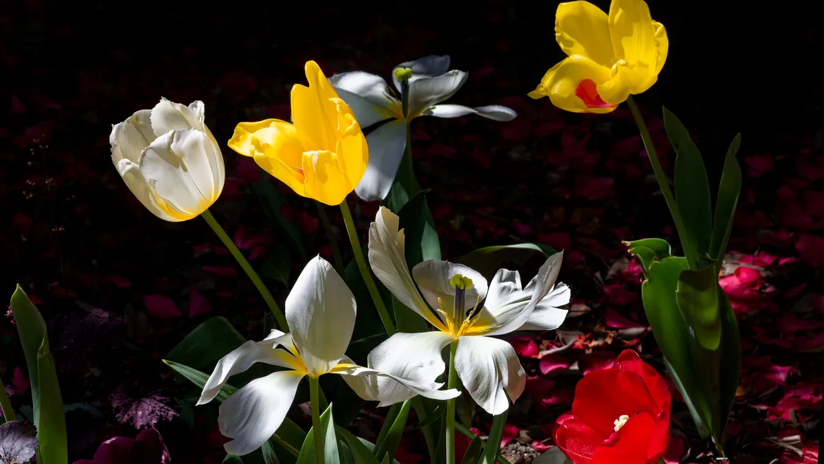 Bulbos de tulipán en la tierra de un jardín