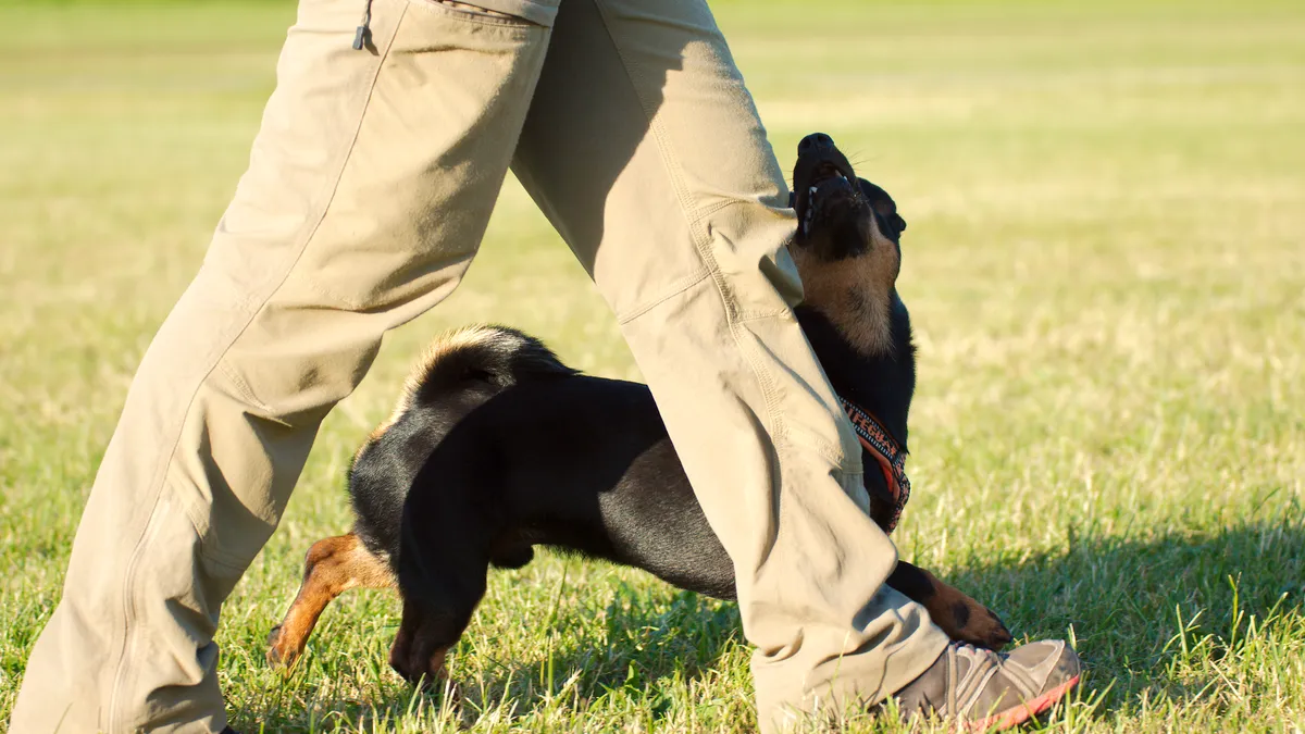 Perro siguiendo con la nariz un premio en la mano de su educador
