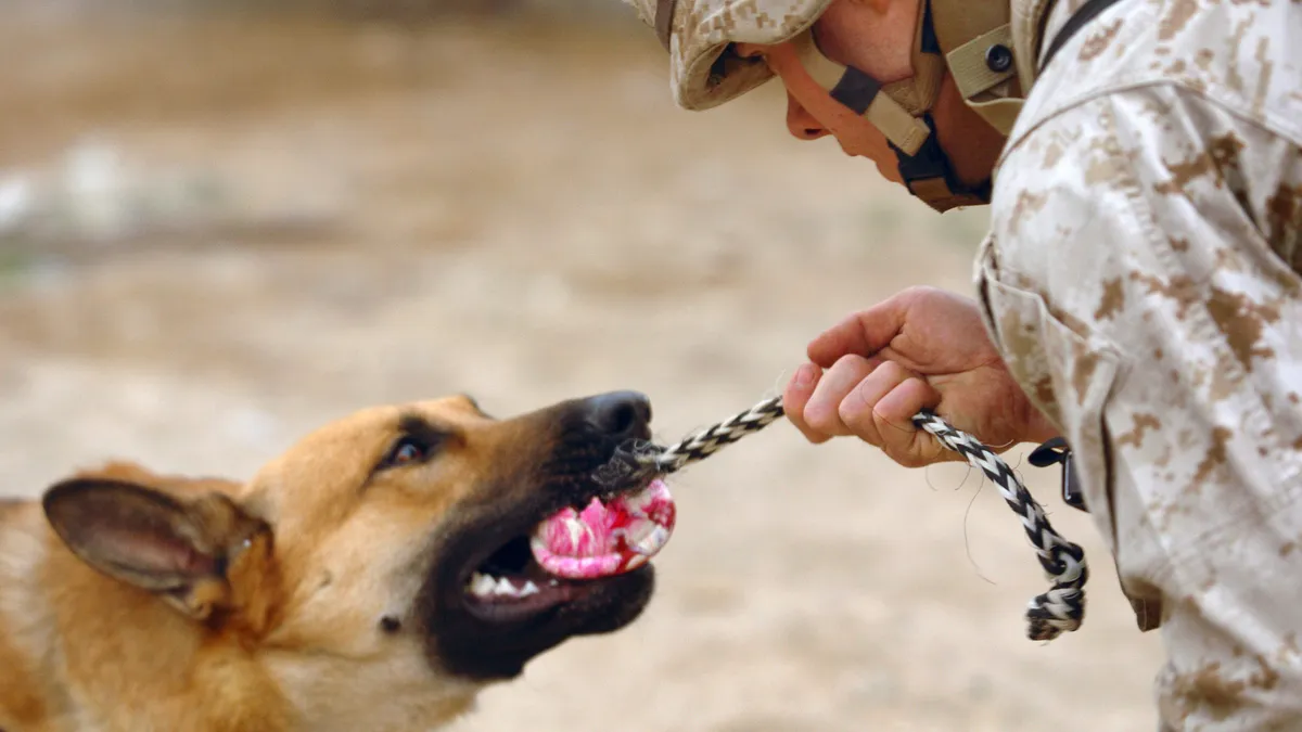 Perro de detección trabajando junto a su guía