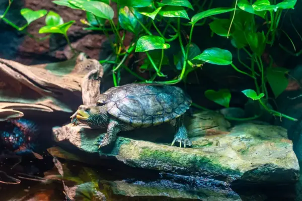 Tortuga de agua con el caparazon seco descansando fuera del agua sobre una roca dentro de su acuario