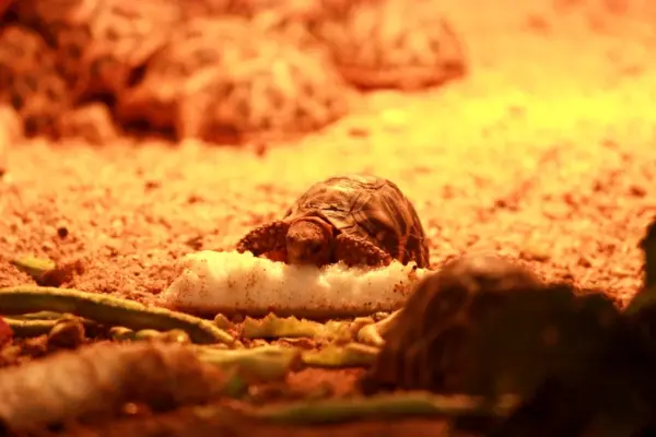 Tortuga terrestre comiendo verdura sobre el sustrato de su terrario, bajo la luz calida de la lampara