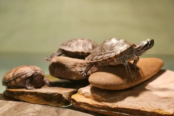 Tres tortugas de agua descansando sobre piedras planas junto al agua clara de una tortuguera de interior