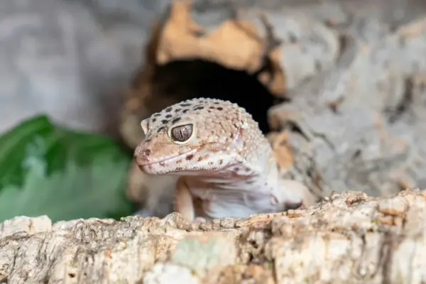 Gecko leopardo asomando desde un tubo de corteza de corcho dentro de un terrario